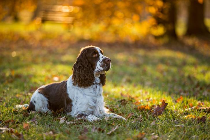 Un Cocker Anglais allongé dans un parc en automne