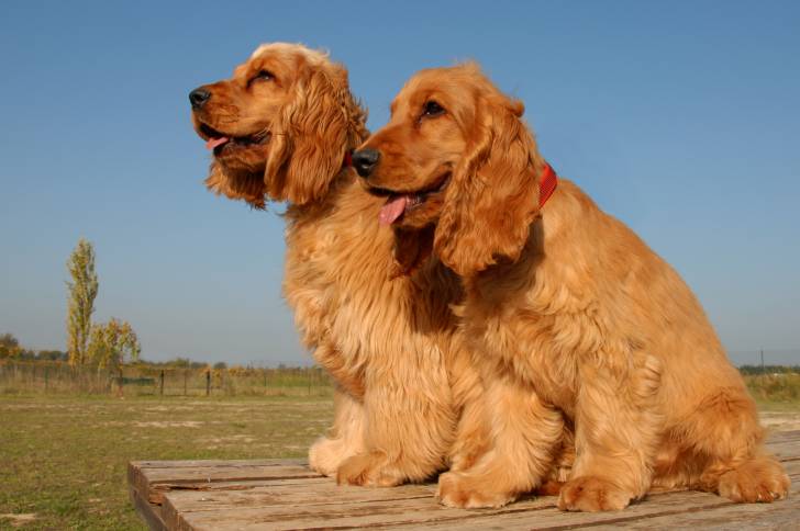 Deux Cocker Anglais assis sur une table en bois