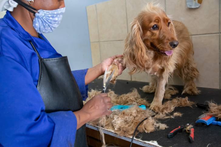 Un Cocker Anglais en train de se faire couper le pelage