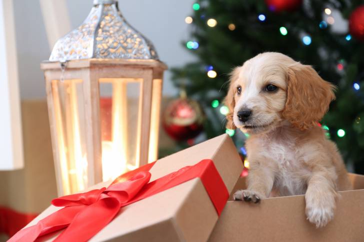 Un chiot Cocker Anglais offert en cadeau