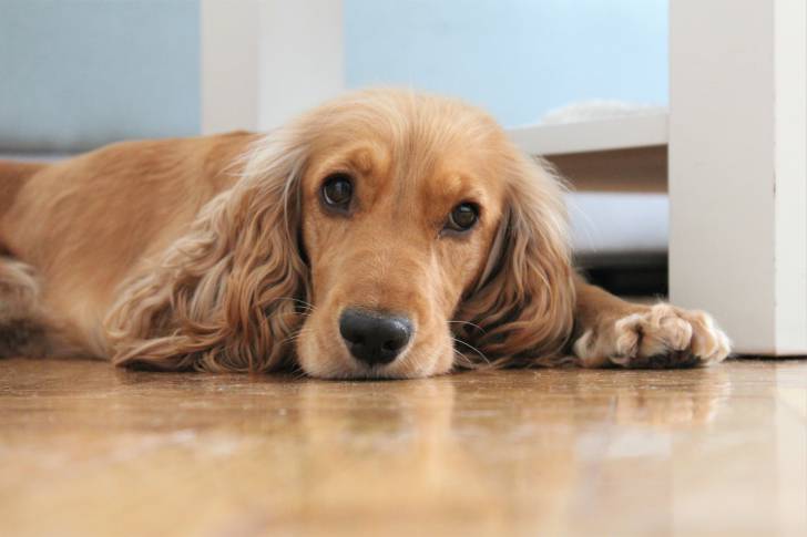 Un Cocker Anglais  allongé sur du parquet en bois