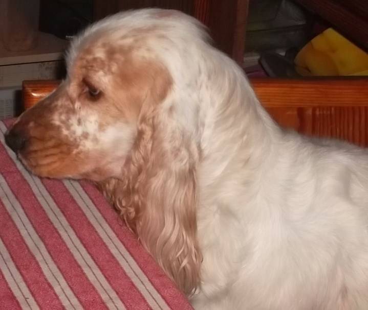 Eva Cassidy Kap'KapnaY - Cocker Anglais (3 ans)