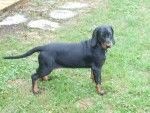 Chien Courant Polonais - Chien Courant Polonais
