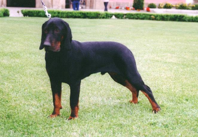 Chien Courant Polonais - Chien Courant Polonais