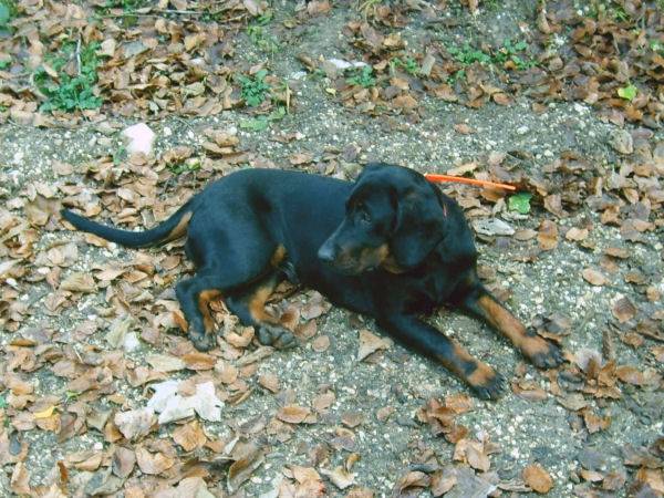 Chien Courant Polonais - Chien Courant Polonais