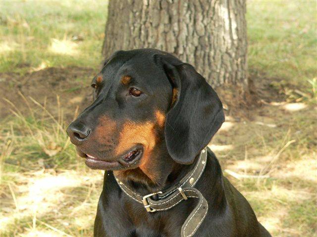 Photo Chien Courant Polonais