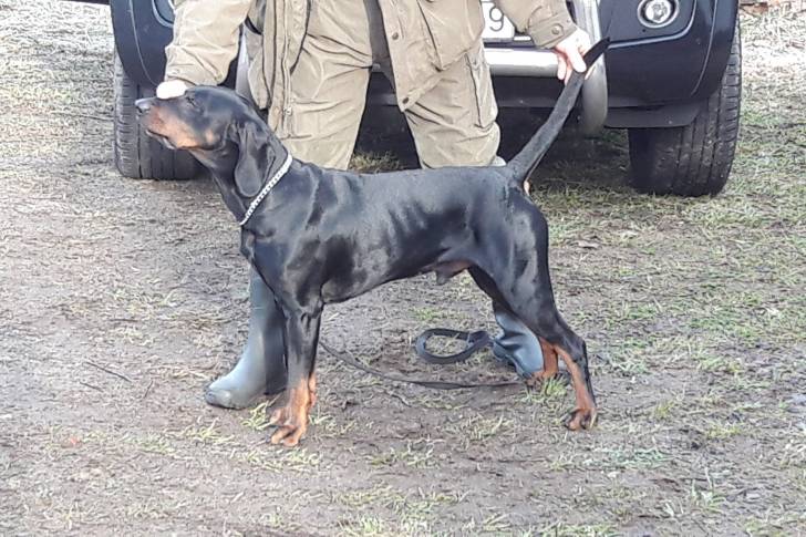 Photo Chien Courant Polonais