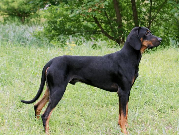 La morphologie d'un Chien Courant Polonais