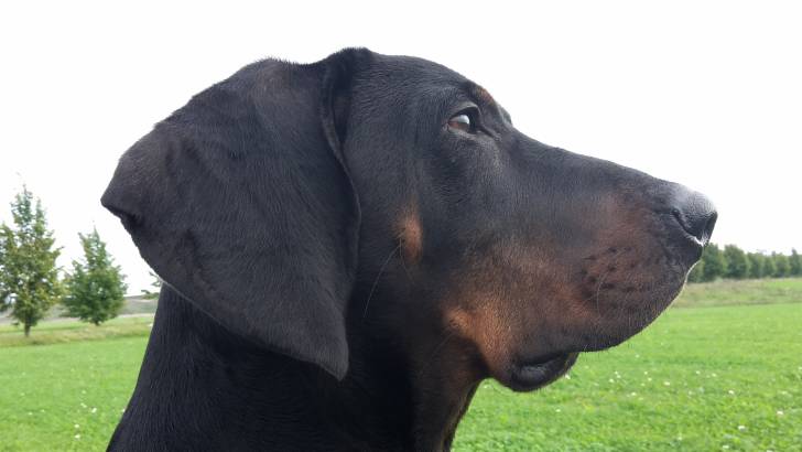 Photo Chien Courant Polonais