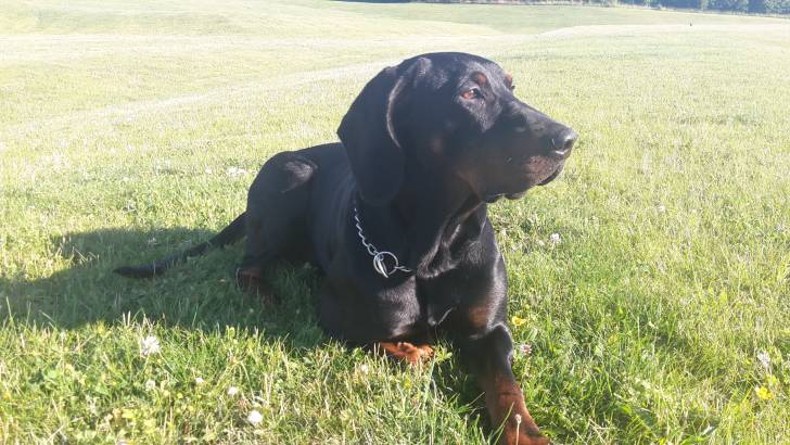 Photo Chien Courant Polonais