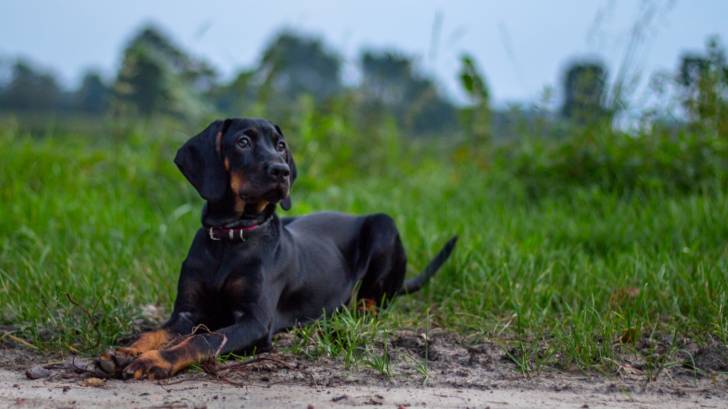 Photo Chien Courant Polonais