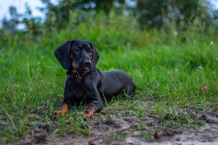 Photo Chien Courant Polonais