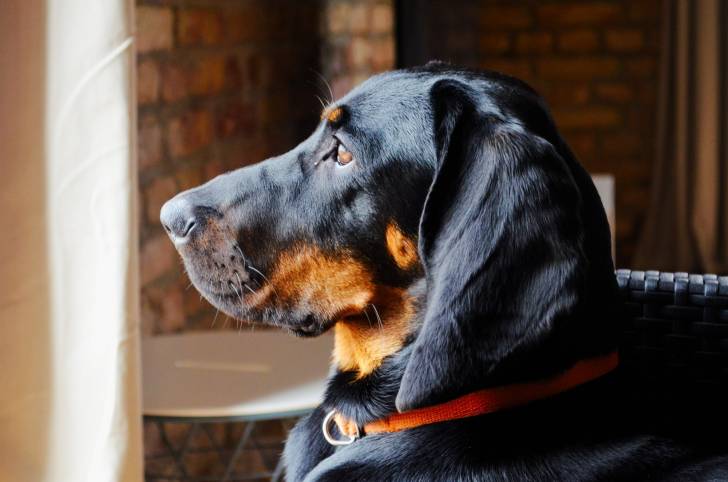 La tête d'un Chien Courant Polonais de profil
