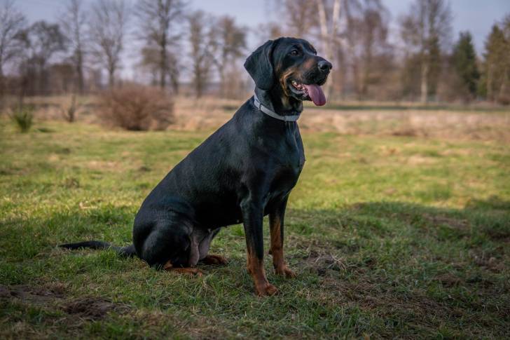 Un Chien Courant Polonais avec un collier assis dans l'herbe
