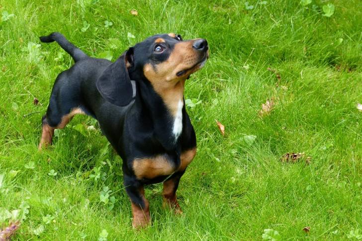 Photo Chien Courant Polonais