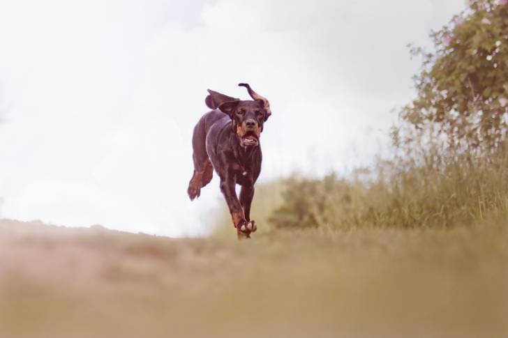 Un Chien Courant Polonais en train de courir