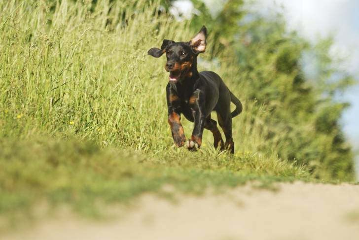 Photo Chien Courant Polonais