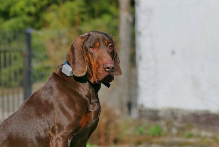 Un Chien Courant Polonais marron