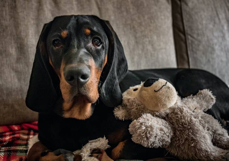 Un Chien Courant Polonais assis sur un canapé avec une peluche