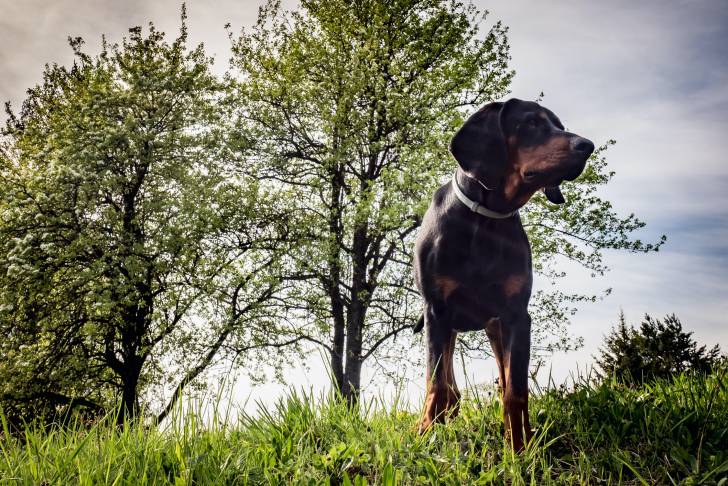 Photo Chien Courant Polonais