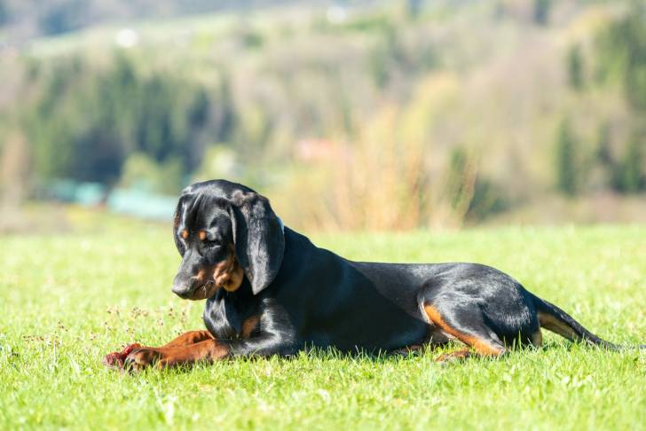 Un Chien Courant Polonais allongé dans l'herbe