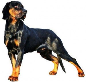 Un Chien Courant Polonais en position statique sur fond blanc