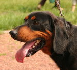 Photo Chien Courant Slovaque