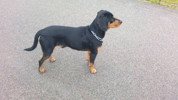 Javier - Chien Courant Slovaque Mâle (2 ans)