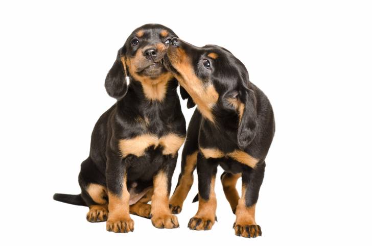 Photo Chien Courant Slovaque