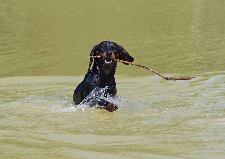 Photo Chien Courant Slovaque