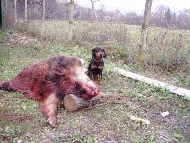 Photo Chien Courant Slovaque