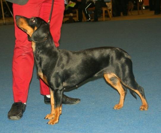 Photo Chien Courant Slovaque