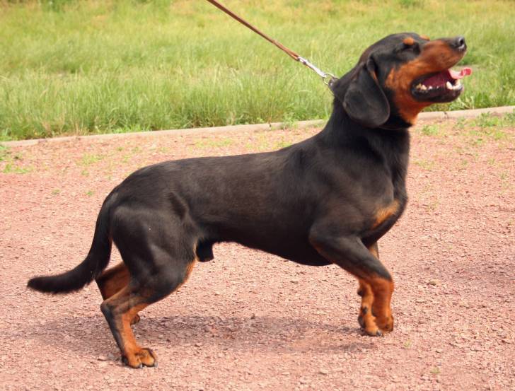 Photo Chien Courant Slovaque