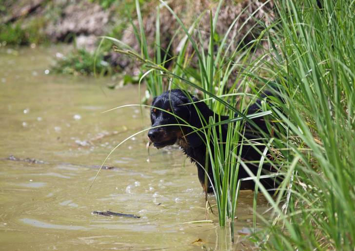 Photo Chien Courant Slovaque