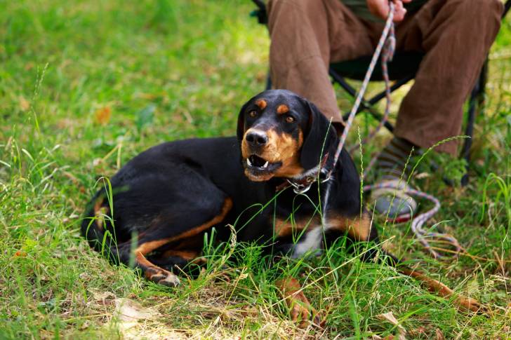 Photo Chien Courant Slovaque