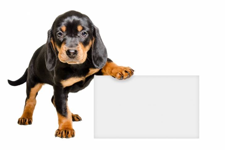 Photo Chien Courant Slovaque