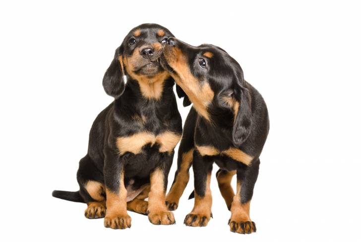 Photo Chien Courant Slovaque