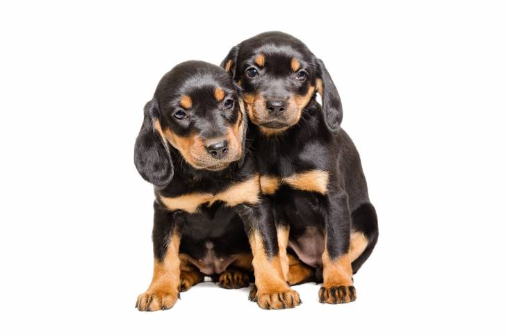Photo Chien Courant Slovaque
