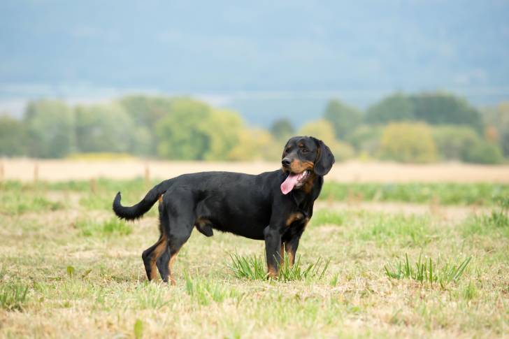 Photo Chien Courant Slovaque