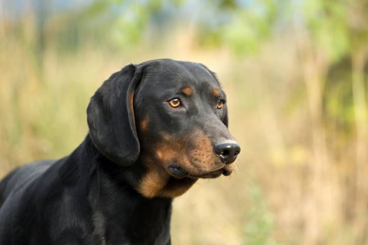 Photo Chien Courant Slovaque