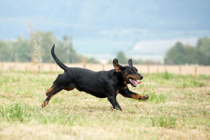 Photo Chien Courant Slovaque