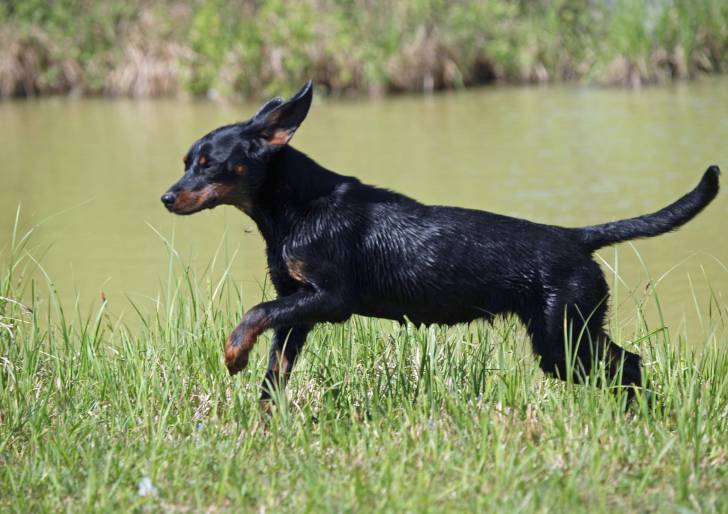 Photo Chien Courant Slovaque