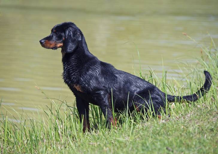 Photo Chien Courant Slovaque