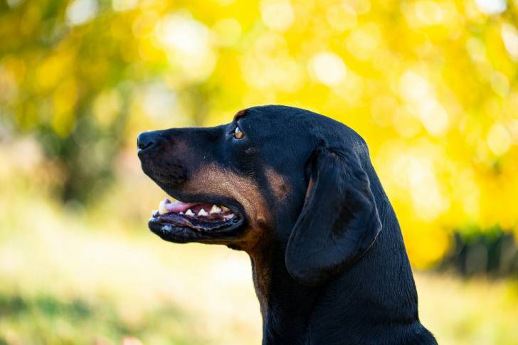 Photo Chien Courant Slovaque