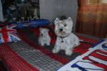 aramis et gordon - West Highland White Terrier Mâle (7 ans)