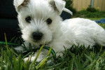 Luna - West Highland White Terrier (10 mois)