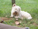 U2, westie - West Highland White Terrier