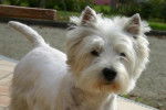 Westie Basic Instinct - West Highland White Terrier
