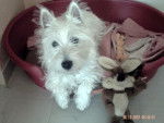 WESTIE - West Highland White Terrier