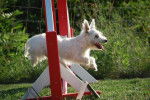 Dicky Westie de 2 ans - West Highland White Terrier (2 ans)